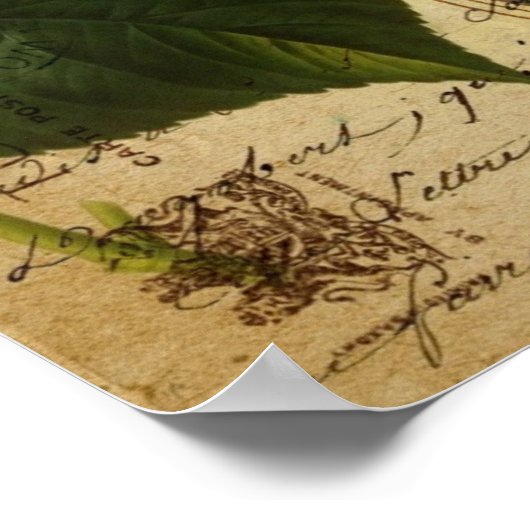 Poster papillon bleu paris scripts français botanique (Coin)