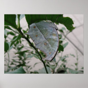 Poster Papillon Camouflage