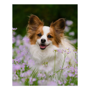Poster Papillon Chien Cute Romantique Portrait Photo -
