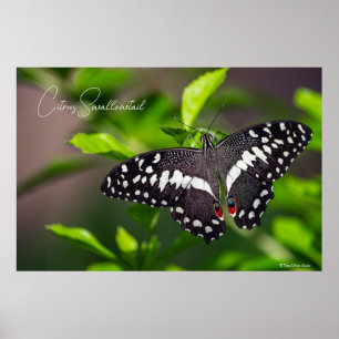 Poster Papillon Citrus