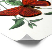 Poster Papillon coloré Dessin d'art (Coin)