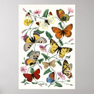 Poster Papillon coloré Dessin d'art