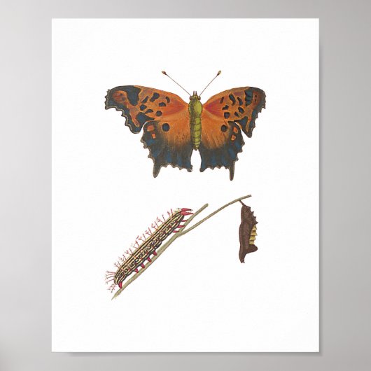Poster Papillon Comma, Caterpillar & Chrysalis Vintage (Devant)