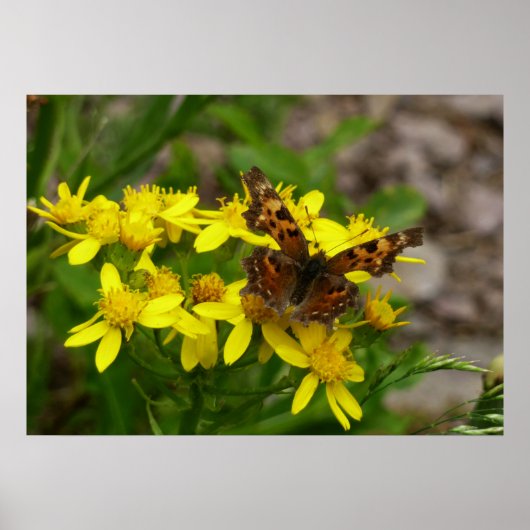 Poster Papillon Comma dans le parc national des Glaciers (Devant)