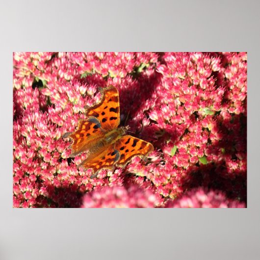 Poster Papillon Comma sur Sedum (Devant)