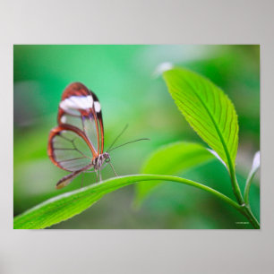 Poster Papillon d'aile de verre se relaxant sur vert frai