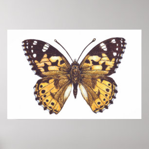Poster Papillon dame peinte
