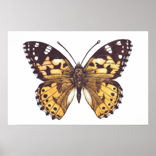 Poster Papillon dame peinte (Devant)