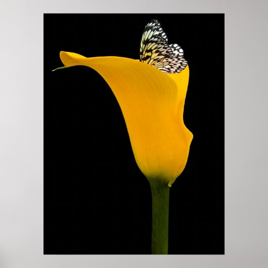 Poster papillon dans un lys jaune sur fond noir (Devant)