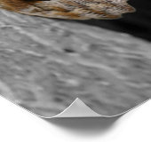 Poster Papillon de Chouette Brown Couleur partielle Natur (Coin)