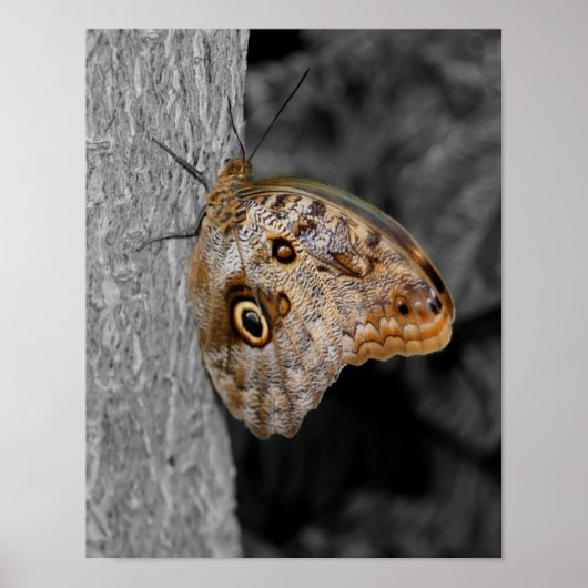 Poster Papillon de Chouette Brown Couleur partielle Natur (Devant)