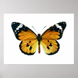 Poster Papillon de Danaus