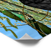 Poster Papillon de fée (Coin)