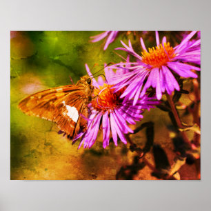 Poster Papillon de la dame peint Fleur d'aster sauvage Ab