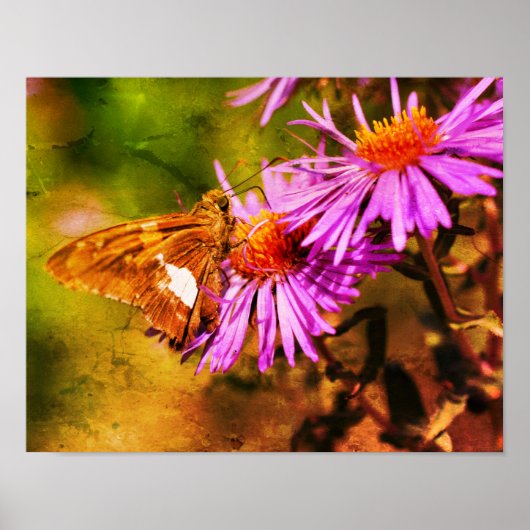 Poster Papillon de la dame peint Fleur d'aster sauvage Ab (Devant)