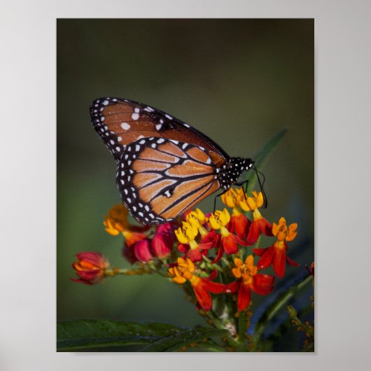 Poster Papillon de la reine sur l'algue tropicale (Devant)