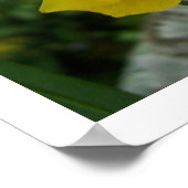 Poster Papillon de lactation (Coin)