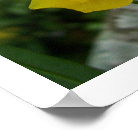 Poster Papillon de lactation (Coin)