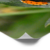 Poster Papillon de l'amiral rouge (Coin)