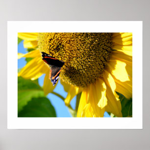 Poster Papillon de l'amiral rouge sur une tournesol