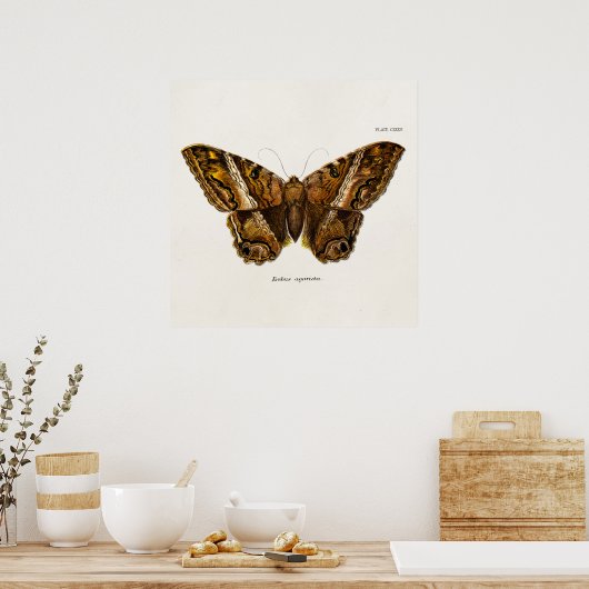 Poster Papillon de Modèle de papillon de papillon fuzzy B (Cuisine)