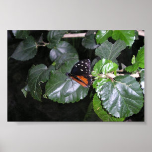 Poster Papillon de monarque