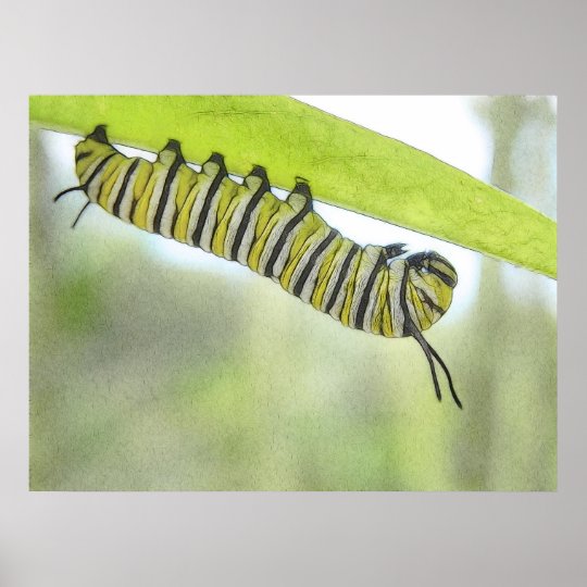 Poster Papillon de monarque Caterpillar explorant un Milk