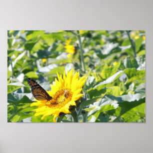 Poster Papillon de monarque sur l'affiche de tournesol