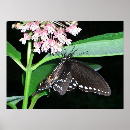 Poster Papillon de nuit noir à Shenandoah (Devant)
