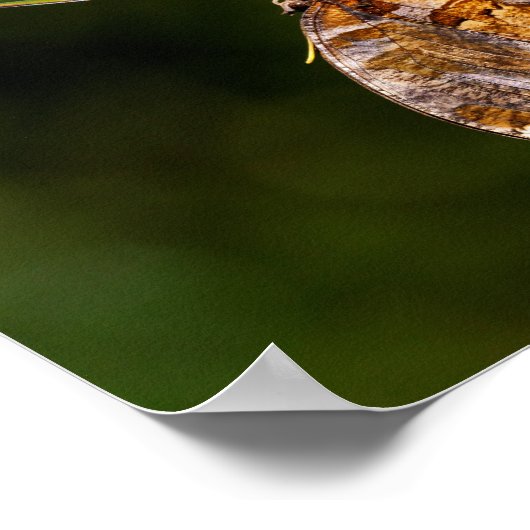 Poster Papillon de point d'interrogation (Coin)