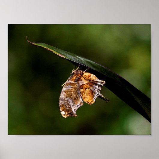 Poster Papillon de point d'interrogation (Devant)