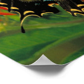 Poster Papillon de queue de tigre (Coin)