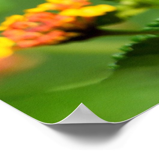 Poster Papillon de queue de tigre (Coin)