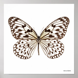 Poster Papillon de Tigre de châtaignes