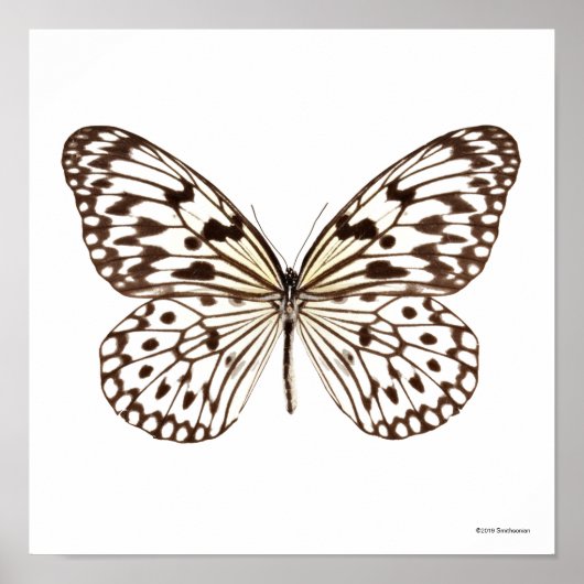 Poster Papillon de Tigre de châtaignes (Devant)