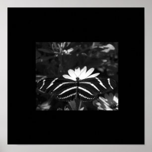 Poster Papillon de zèbre de B&W sur le noir