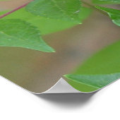 Poster Papillon d'épaisse du tigre oriental (Coin)