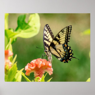 Poster Papillon d'épaisse du tigre oriental