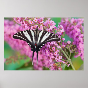 Poster Papillon détaillé de fermeture