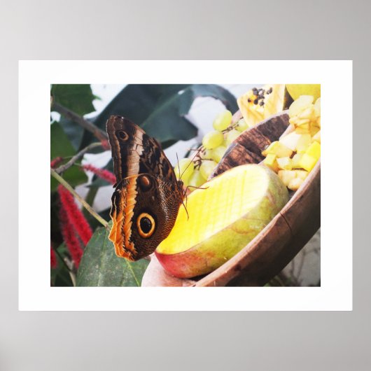 Poster Papillon d'hibou (Devant)