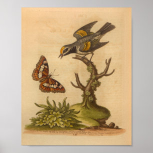 Poster Papillon d'impression vintage jaune d'oiseau