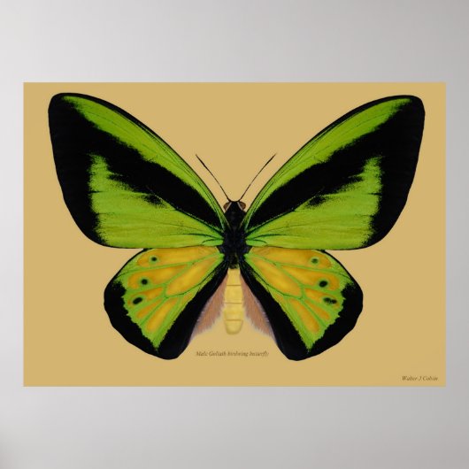 Poster Papillon d'oiseau de Goliath mâle (Devant)