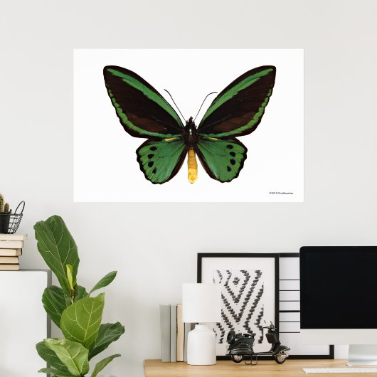 Poster Papillon d'oiseau vert (Bureau à domicile)