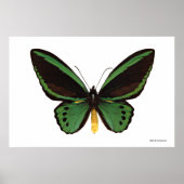 Poster Papillon d'oiseau vert (Devant)