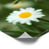 Poster Papillon du Pacifique (Coin)