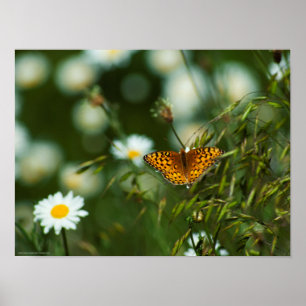 Poster Papillon du Pacifique