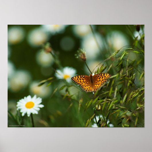 Poster Papillon du Pacifique (Devant)