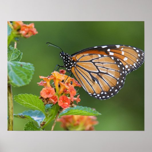Poster Papillon du soldat (Danaus eresimus) (Devant)