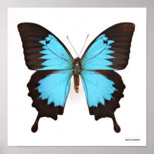 Poster Papillon d'Ulysse