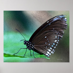 Poster Papillon en Aqua
